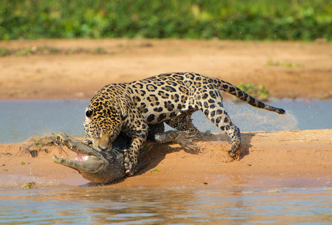 南非一隻野豹捕到獵物後，竟引來3隻鱷魚的注意，雙方展開長達1小時的拉鋸戰。(示意圖/達志影像)