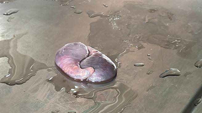 台东卢姓渔民从鱼体内发现1只不明生物。（蔡旻妤摄）