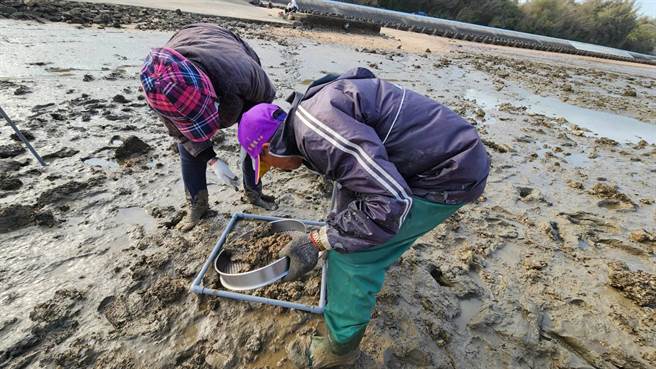 「公民『蚵』学家体验营」将由古寧头社区居民协作进行南、北山潮间带生物资源调查。(图／金管处提供)