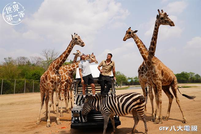 班傑（右）與潘君侖泰國前往網紅勝地近距離與野生動物互動。（八大提供）