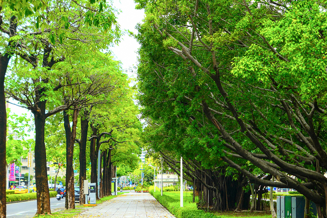 行道樹具有淨化空氣、削減噪音、美化環境以及調節城市溫度等功能，將「水」與「綠」融入高雄的都市規劃中，打造出減碳的綠質生活。(攝影/李瑰嫻)
