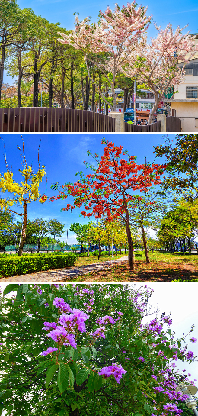 春季花旗木、楝樹及黃花風鈴木，與夏季阿勃勒、鳳凰木、大花紫薇等開花行道樹，讓城市隨四季有了豐富的樣貌。(上：攝影/黃敬文；中：圖片提供/高市府工務局公園處；下：攝影/李瑰嫻)
