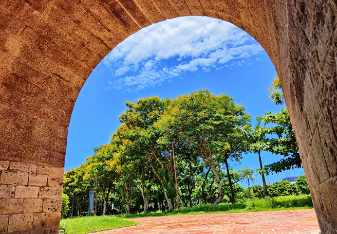 從左營區鳳山縣城舊東門（鳳儀門）望去，夏季時盾柱木枝頭上開滿黃色花朵。(圖片提供/高市府工務局公園處)
