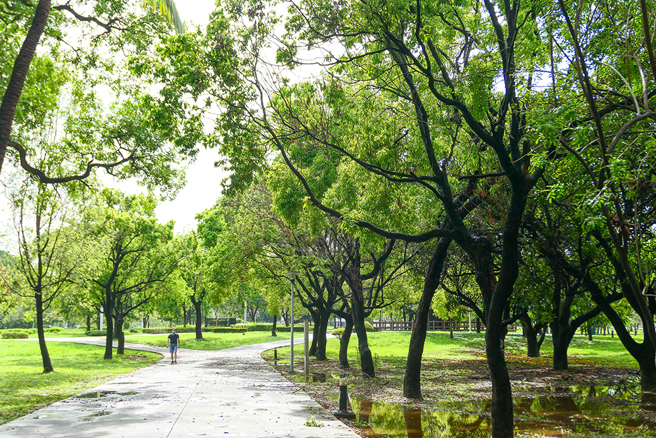 筆直寬闊的道路，及兩旁高聳蔥鬱的行道樹，是許多市民們習以為常的港都風景。 (攝影/李瑰嫻)
