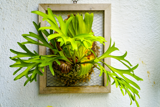 鹿角蕨品種繁多，孢子葉和營養葉姿態各異其趣，上板後掛在家中，就是獨樹一幟的有機裝飾。(攝影/Cindy Lee)
