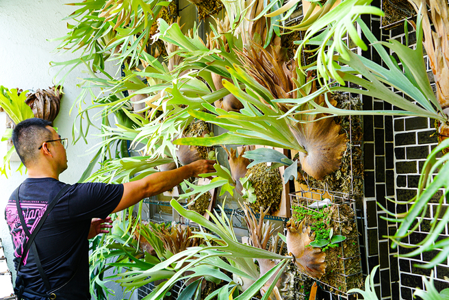 「雪后」鹿角蕨的白毛均勻覆蓋孢子葉，如一層美麗的薄雪。雷力7年前由「雪后」踏入鹿角蕨世界，至今依然在二樓陽台為其保留一個完整牆面。 (攝影/Cindy Lee)

