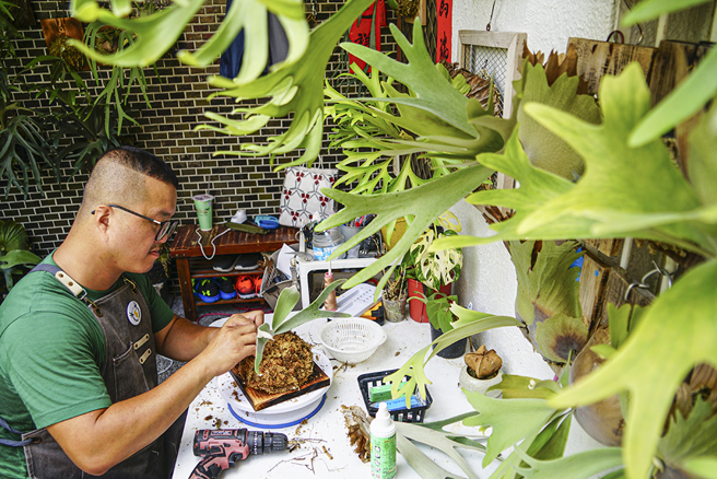 鹿角蕨生長的介質混合排水良好的水苔和樹皮，比例約為8:2，包覆側芽的根系。水苔不宜綁的太扎實，建議為輕壓會回彈的程度，讓根系可以呼吸。(攝影/Cindy Lee)
