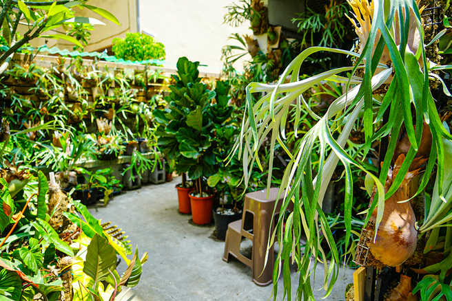 雷力分享，只要根據植物的特性，給予所需要的陽光、環境、水分、養分，植物就會正向回報，讓你每天看著滿室綠意，感到心情愉悅。(攝影/Cindy Lee)
