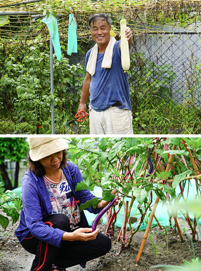 陳乙平老師（上）帶領學員在楠梓的農場實作學習有機農耕的技巧，菜園內的茄子和白絲瓜皆已到達採收階段。(攝影/Cindy Lee)
