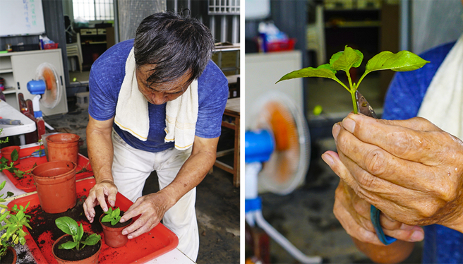 扦插植物需先剔除多餘葉片，僅留第一葉種入培養土中。扦插後的第一次澆水務必澆透，接下來2~3週僅需維持土壤潮濕，也可套一個塑膠袋或飲料杯於盆栽上，幫助植物保濕，促進生根發芽。(攝影/Cindy Lee)
