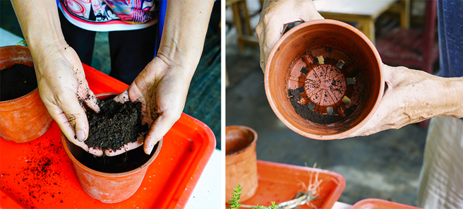土壤介質首重排水，居家盆栽建議使用透水性高的培養土或廚餘堆肥作為介質，並挑選底部孔洞多的盆器。 (攝影/Cindy Lee)
