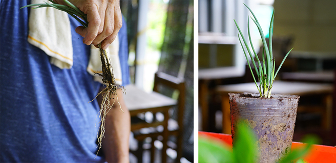 青蔥是實用性高且容易種植的居家常備香料。使用市場買回的蔥，分株出3~4根，剪短至8公分左右，保留根部，插入土裡並蓋過蔥白，就會從旁邊長出側芽，可永續不斷的使用。(攝影/Cindy Lee)

