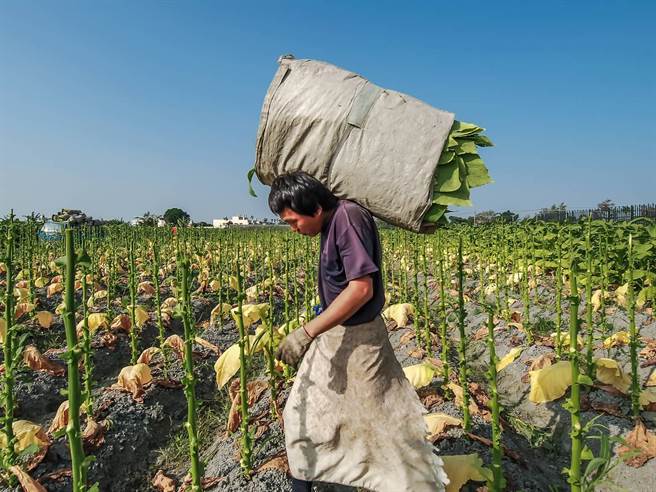 許震唐《二忘菸水》以濁水溪百年來孕育農業多樣性式微為背景，記錄政府結束菸葉契作制度最後一批製菸過程。（許震唐提供）