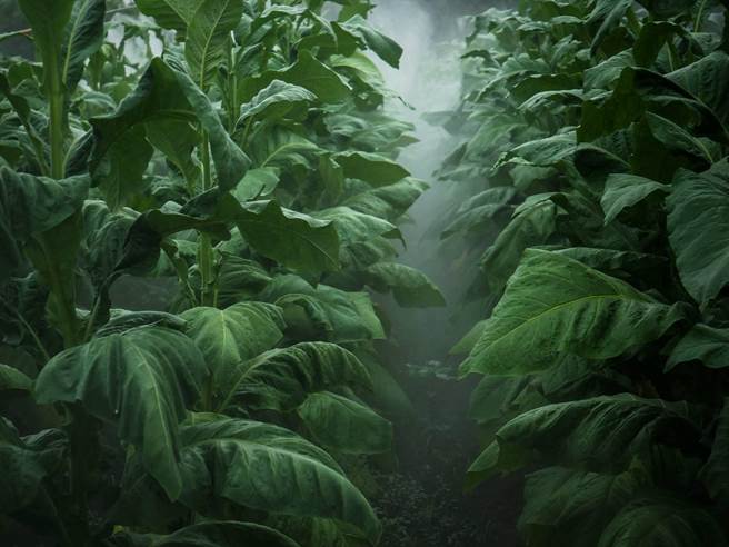 許震唐《二忘菸水》以濁水溪百年來孕育農業多樣性式微為背景，記錄政府結束菸葉契作制度最後一批製菸過程。（許震唐提供）