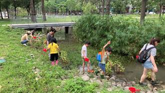 東興圳公3生態島 社區將營造水環境棲地
