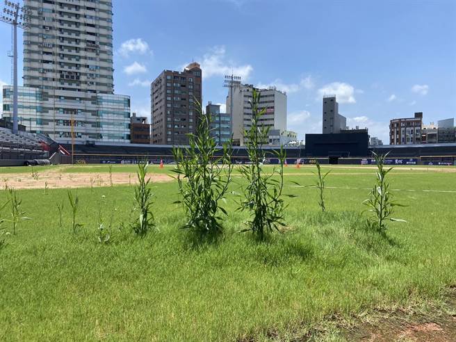 新竹市政府7月4日将「新竹市立棒球场改善专业谘询及检测服务案」，以176万元决标给「悍创运动行销股份有限公司」，遭到绿营多位市议员质疑与炮轰。图为已长出人一般高的球场内外野。（林彦甫提供／陈育贤新竹传真）
