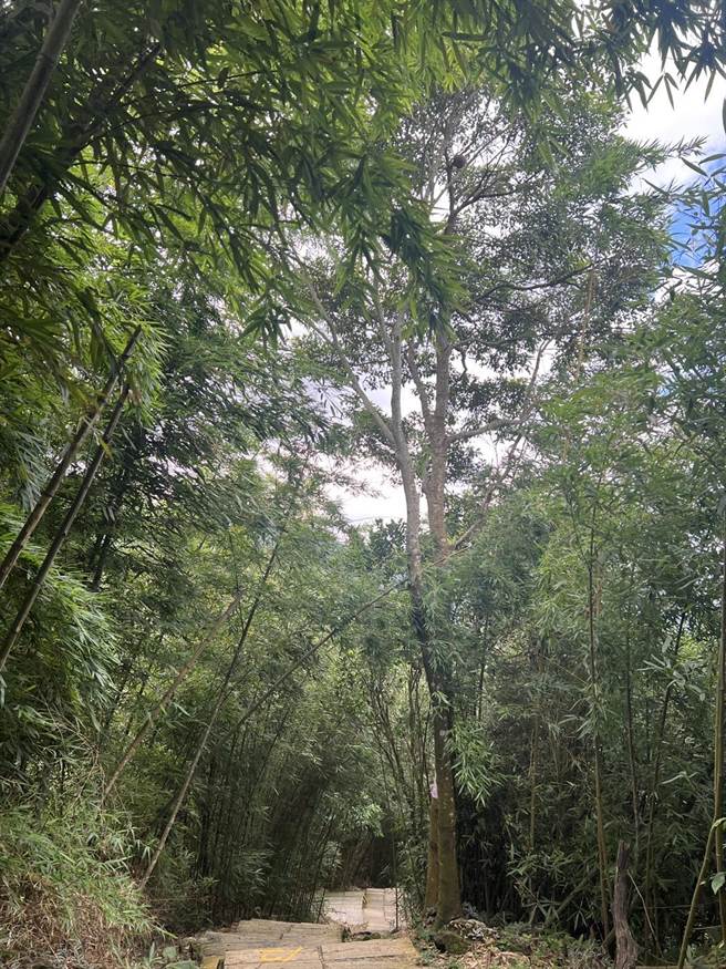 古坑鄉華山村登步道「4-2登山步道」旁一棵7、8公尺高樹上日前結一個虎頭蜂窩。（民眾提供）