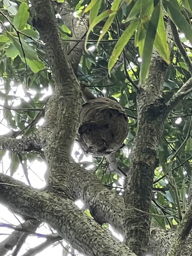 古坑鄉華山村登步道「4-2登山步道」的虎頭蜂窩應該是新的。（民眾提供）