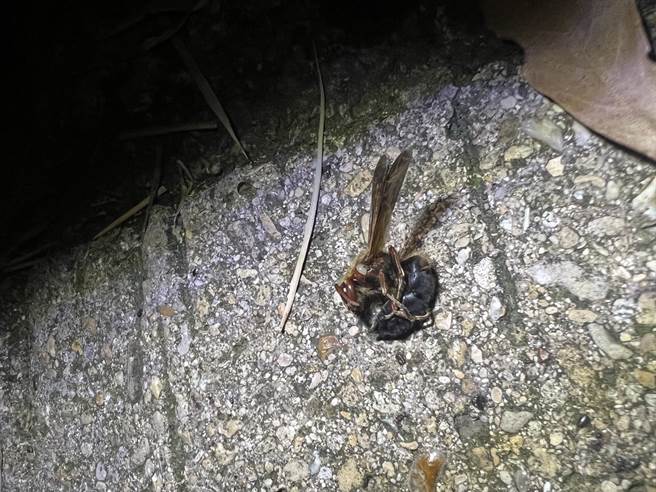 黑腹虎頭蜂攻擊性強。（民眾提供）