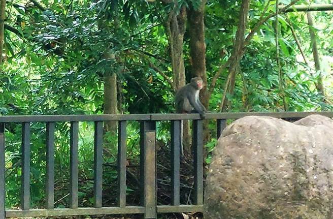 嘉义县阿里山脚下知名景点「牛埔仔爱情大草原」，近日被NGO团体发现有台湾猕猴出没。（吕妍庭摄）