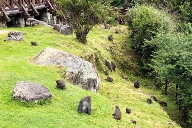 阿里山国家森林游乐区也有一定数量的猴群。（嘉义林管处提供∕吕妍庭嘉义传真）