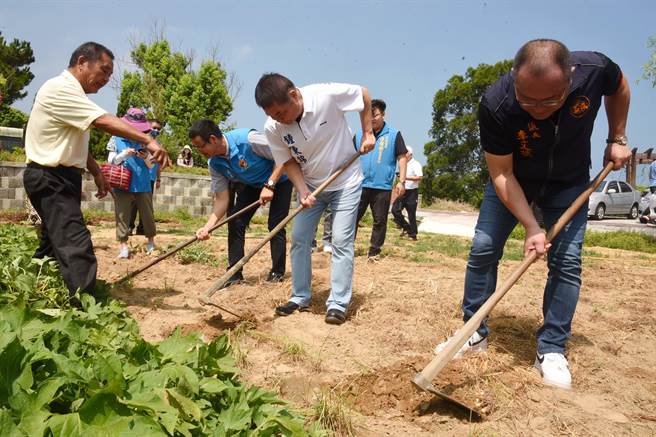 苗栗县长锺东锦等人用锄头採收蕗荞。（苗栗县政府提供／李京升苗栗传真）