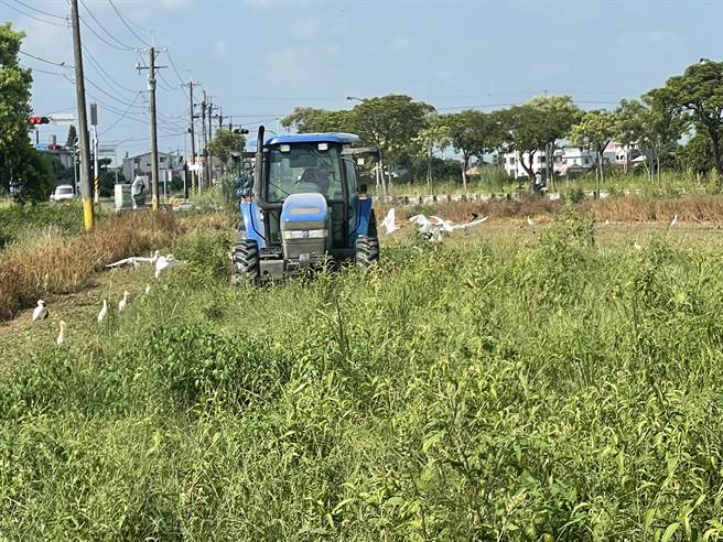 嘉南平原破天荒全年1、2期稻作都停灌休耕，衝击南部农业。（芳荣碾米厂提供／程炳璋台南传真）