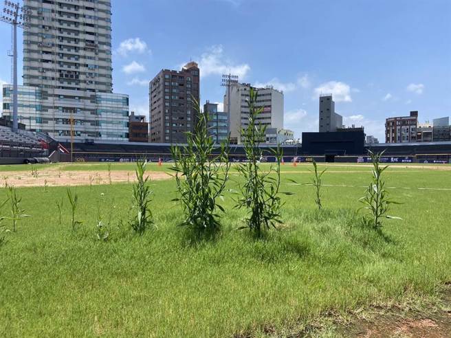 新竹市议会棒球场改善监督小组6月21日再次进到球场了解现况，结果竟发现内外野的野草已长的比半个成年人还高。（林彦甫提供／陈育贤新竹传真）