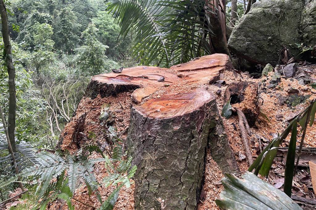 山老鼠在尖石林班地盜伐台灣櫸木，現場僅存樹頭及樹枝殘材。（保七總隊提供／羅浚濱新竹傳真）