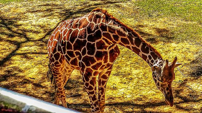 新竹县保动所11日将对六福村动物展演做评鑑，动保团体吁开放列席监督，动保所指无法开放。（罗浚滨摄）