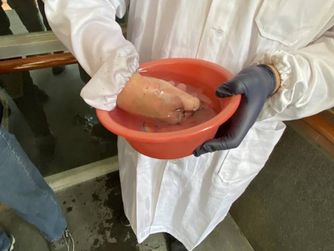 伤势曝光！台大化学系生「实验失误」，氢化铝锂碰水灼伤。(胡欣男/翻摄)