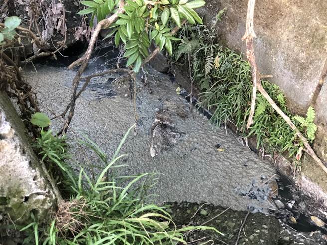 陈冠廷的养猪场被嘉义县议员何子凡检举疑涉违规排放养猪废水，环保局将派员稽查。（何子凡提供∕吕妍庭嘉义传真）