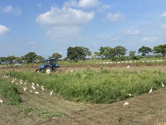 嘉南平原罕见二期稻作休耕，农机具仲介者、掌水工等相关产业链收入锐减。（读者提供／程炳璋台南传真）