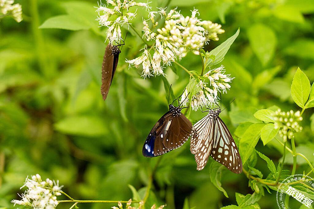 紫斑蝶與青斑蝶。（圖／西拉雅國家風景區管理處）