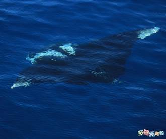 瀕危鬼蝠魟現身花蓮海域 賞鯨船近距離觀察紀錄