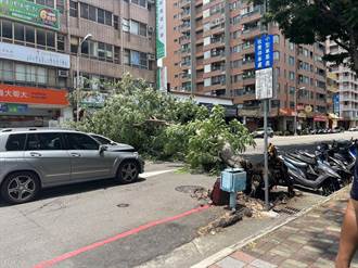 台中南屯巨樹突應聲倒塌 路過4車慘遭壓中