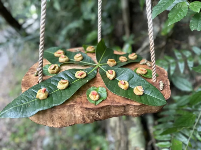 参加「食物设计」旅程，第一站来到森林的鸟类餐桌，品嚐鸟最爱的果实。（图／行遍天下提供）
