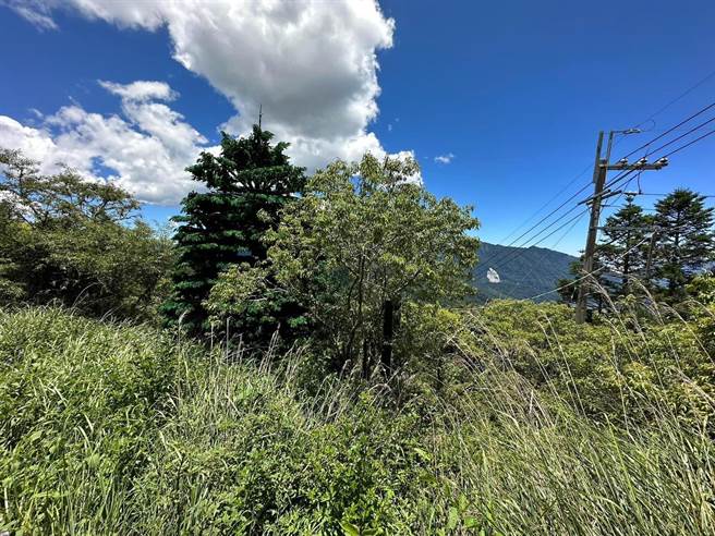 民眾至合欢山区爬山，发现落鹰山庄附近有一棵怪异的树，让他十分好奇。（民眾提供／杨静茹南投传真）