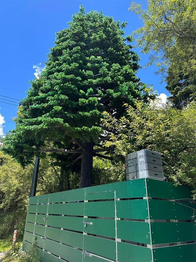 民眾发现怪树是「假树基地台」，太管处称为了提升通讯与救灾时效并兼顾自然生态景观，2家电信公司合力建置。（民眾提供／杨静茹南投传真）