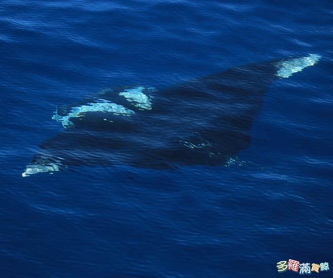 鬼蝠魟在东部海域被赏鲸船队目击，让研究人员感到兴奋。（多罗满公司提供／王志伟花莲传真）