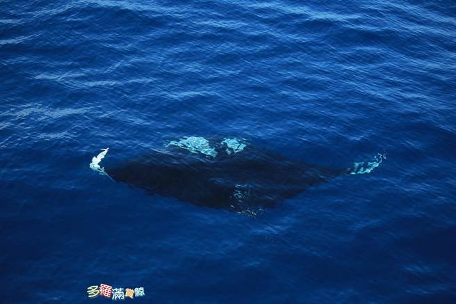 「鬼蝠魟」通常不会靠近船只，目测约有5、600斤，研究人员可近距离拍摄到他们在水里悠游的画面。（多罗满公司提供／王志伟花莲传真）