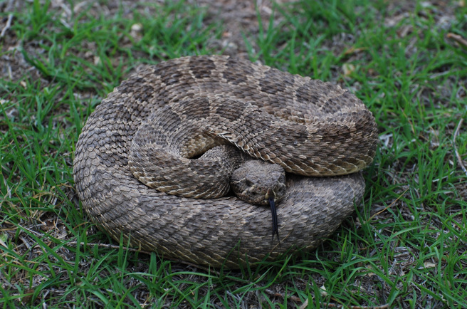 美国一名保育人士发现奄奄一息的响尾蛇，经过检查才知道，牠贪吃到误食捕鼠器。(示意图/达志影像)