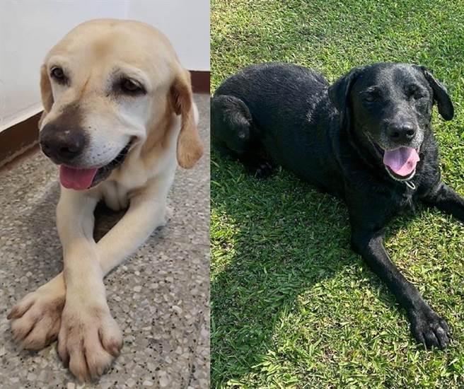 台中市今年2只退役的英雄搜救犬「铁雄」（左）、「腿腿」（右）。（台中市消防提供／陈淑芬台中传真）