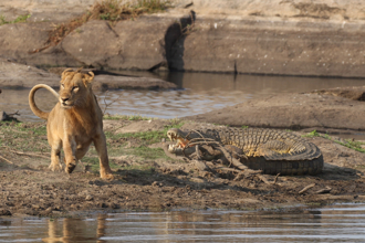 獅子享用大餐 遇鱷魚分杯羹 頂尖獵食者對峙畫面曝