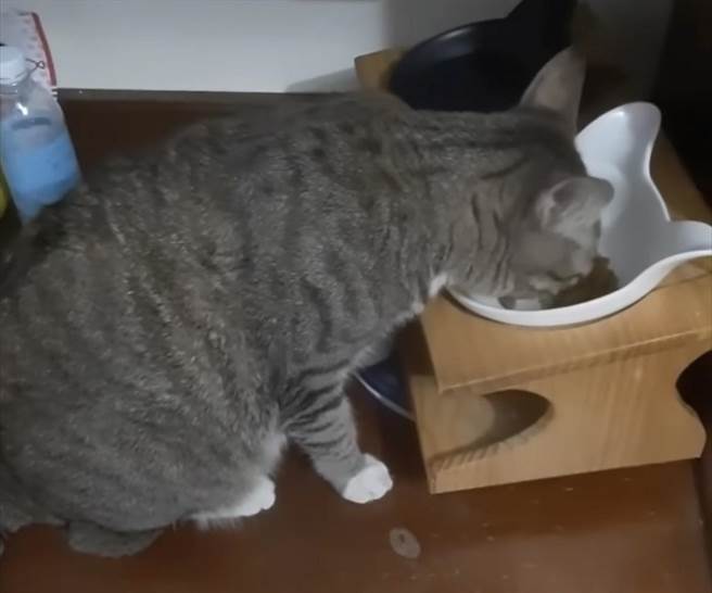 善用「都市傳說」，潘孟安的「麒麟」回家了。（翻攝自潘孟安臉書）