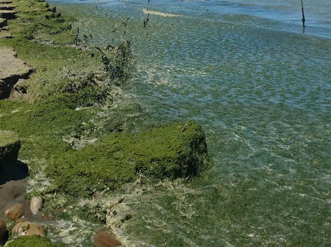 彰滨工业区线西肉粽角海边7号风车旁的沙滩被大量海藻覆盖。（米诺斯提供／孙英哲彰化传真）