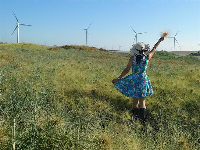 彰滨工业区线西区海边的滨刺麦与风车是拍照打卡热点。（米诺斯提供／孙英哲彰化传真）