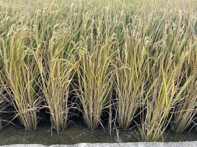 桃园大园多处稻田被发现有枯萎、泛黄农损情况。（游吾和提供／蔡明亘桃园传真）