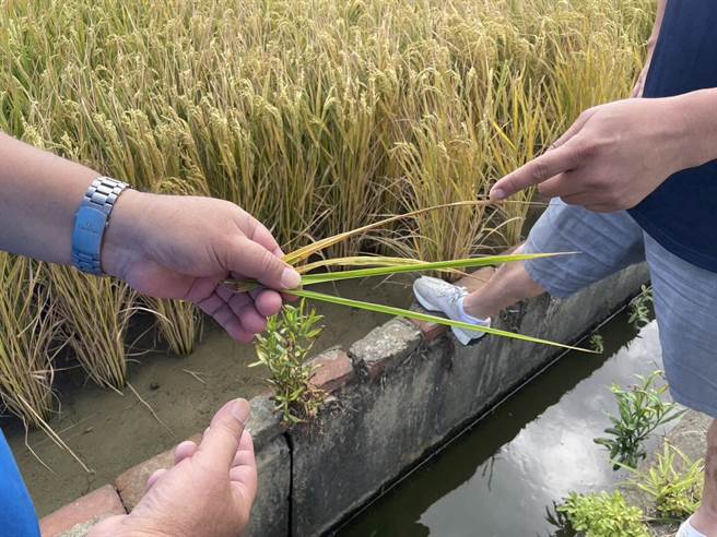 桃园大园多处稻田枯萎泛黄，区公所、农业局协助採样调查。（游吾和提供／蔡明亘桃园传真）