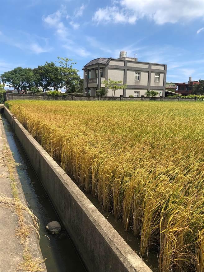 桃园大园稻田枯黄农损情况，农业局将採样并送农试所检验。（游吾和提供／蔡明亘桃园传真）